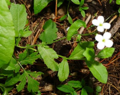Arabis alpina, photographed by Patrick Hacker