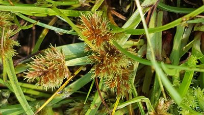 Cyperus squarrosus, photographed by Norma Malinowski
