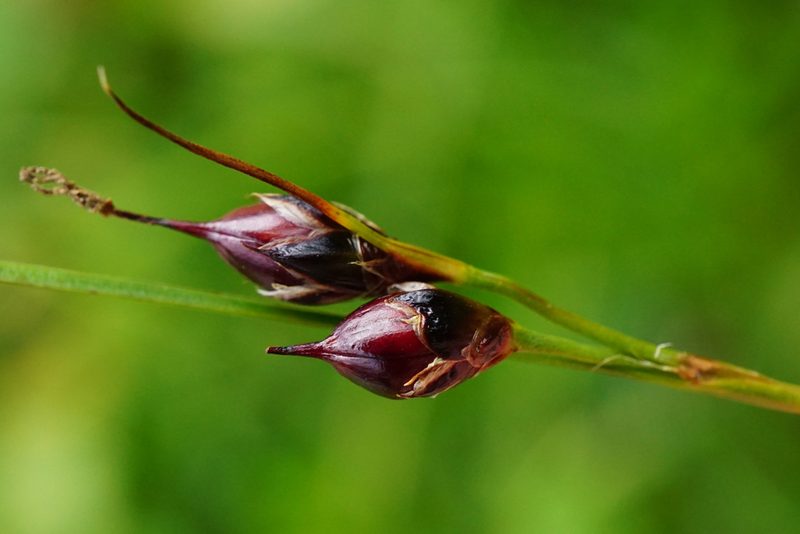 Oreojuncus monanthos, photographed by Patrick Hacker