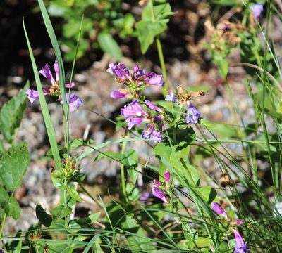 Penstemon serrulatus, photographed by Ashwin Srinivasan