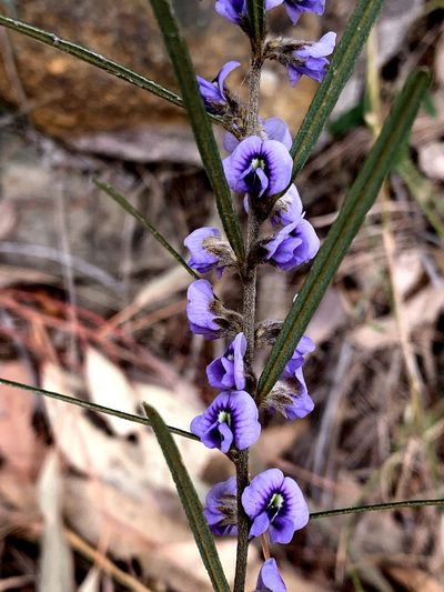 Hovea linearis, photographed by Lukas Clews