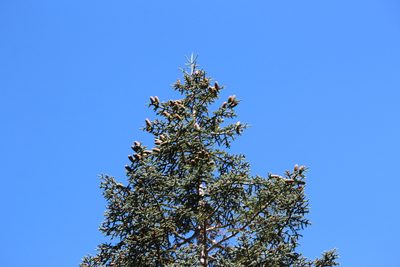 Abies procera, photographed by Ashwin Srinivasan