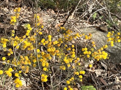 Acacia brownii, photographed by Lukas Clews