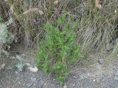 Lavandula canariensis, photographed by Daniel Cahen