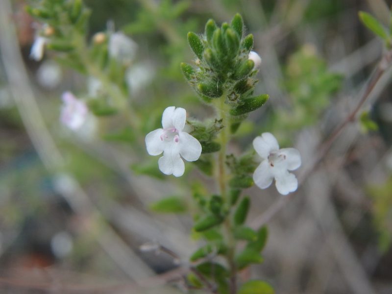 Micromeria ericifolia, photographed by Daniel Cahen