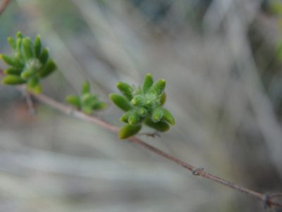 Micromeria ericifolia, photographed by Daniel Cahen