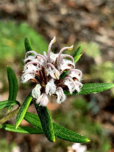 Grevillea phylicoides, photographed by Lukas Clews