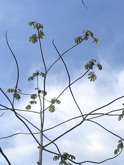 Cecropia concolor, photographed by Jared Shorma