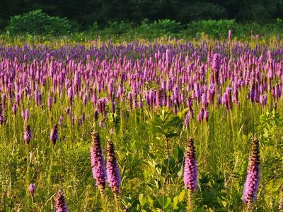 Liatris pycnostachya, photographed by Elias