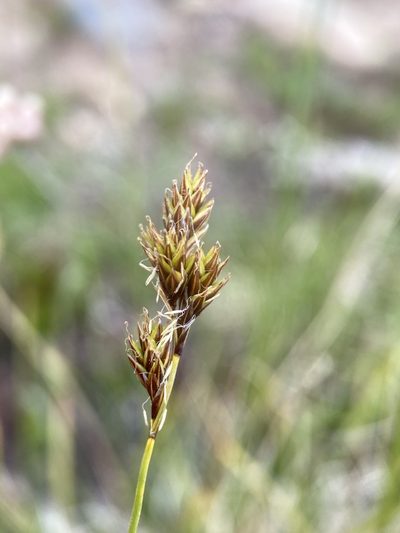 Carex phaeocephala, photographed by Matt Berger