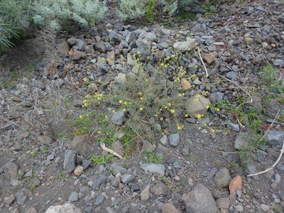 Descurainia lemsii, photographed by Daniel Cahen