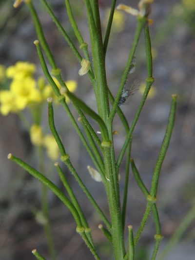 Descurainia lemsii, photographed by Daniel Cahen