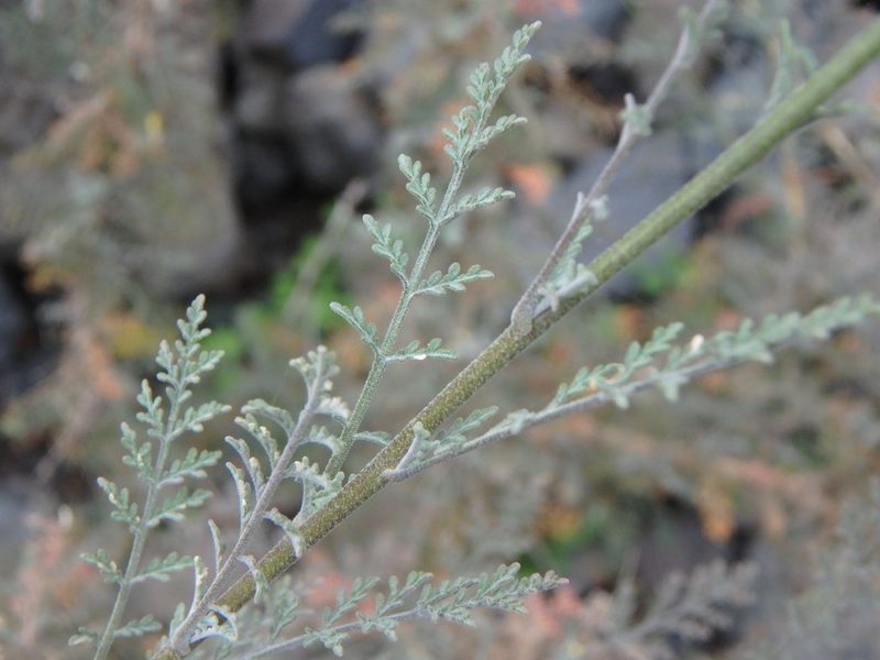 Descurainia lemsii, photographed by Daniel Cahen