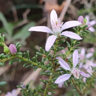 Philotheca salsolifolia, photographed by ronavery
