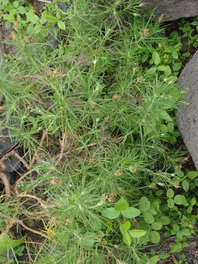 Plantago arborescens, photographed by Daniel Cahen