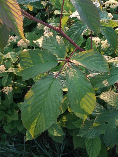 Rubus canadensis, photographed by Daniel Estabrooks