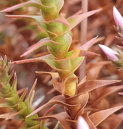 Sprengelia incarnata, photographed by ronavery