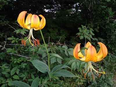Lilium superbum, photographed by Daniel Estabrooks