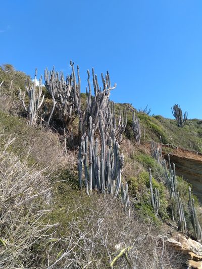 Pilosocereus ulei, photographed by Victor Farjalla Pontes
