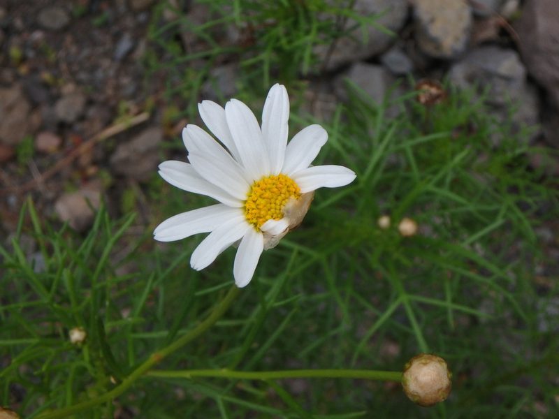 Argyranthemum foeniculaceum, photographed by Daniel Cahen
