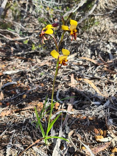 Diuris perialla, photographed by Cal Wood