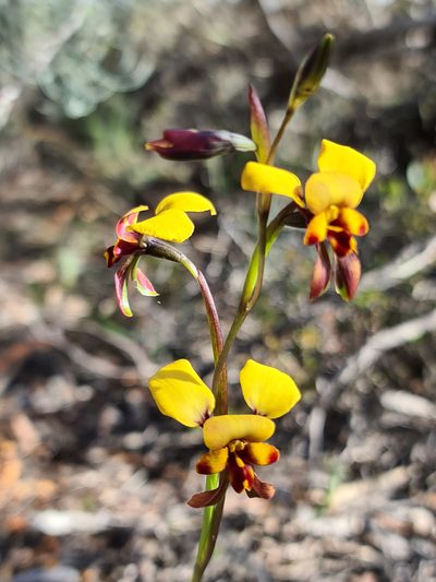 Diuris perialla, photographed by Cal Wood