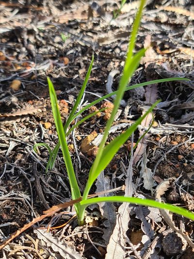 Diuris perialla, photographed by Cal Wood