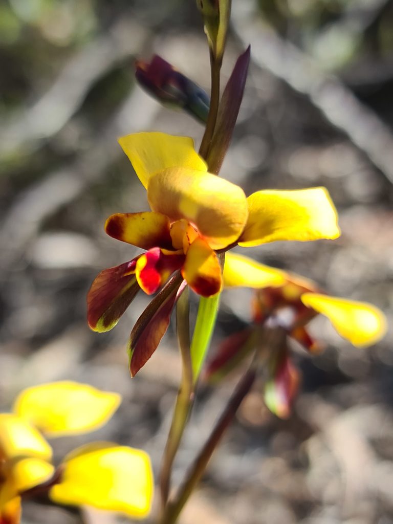 Diuris perialla, photographed by Cal Wood