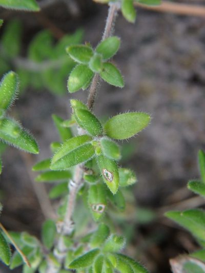 Micromeria ericifolia, photographed by Daniel Cahen
