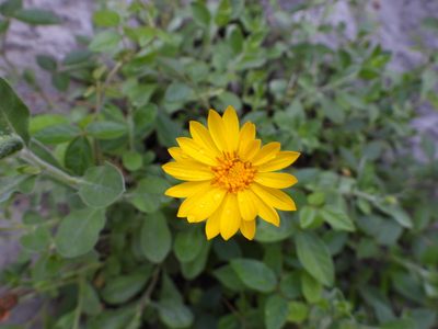 Heterotheca mucronata, photographed by Leticia Jiménez Hernández
