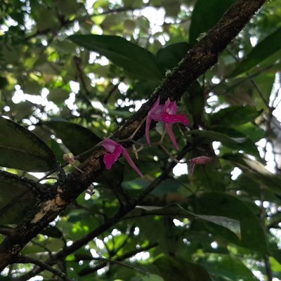 Comparettia falcata, photographed by Arthur de Jesús Chavarría Pérez