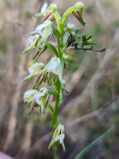 Prasophyllum parvifolium, photographed by Cal Wood