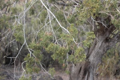 Juniperus arizonica, photographed by Isaac Krone