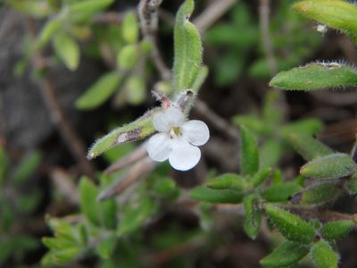 Micromeria ericifolia, photographed by Daniel Cahen