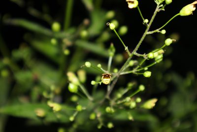Scrophularia marilandica, photographed by Jacob Friend