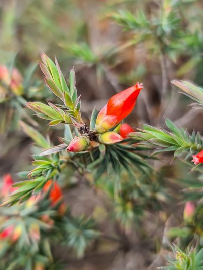 Styphelia tortifolia, photographed by Cal Wood