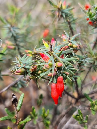 Styphelia tortifolia, photographed by Cal Wood
