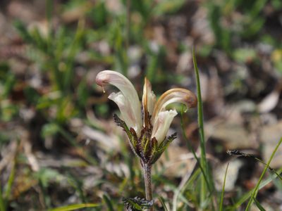 Pedicularis capitata, photographed by Matt Muir