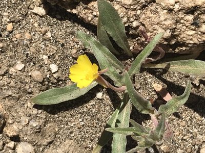 Camissoniopsis pallida, photographed by Ryan Donnelly