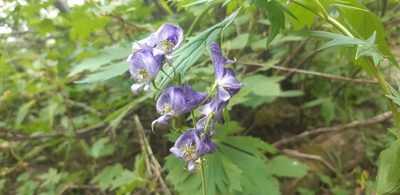 Aconitum columbianum, photographed by Leanne Stacy Reitan