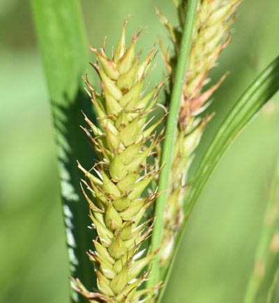 Carex atherodes, photographed by Eric Lamb