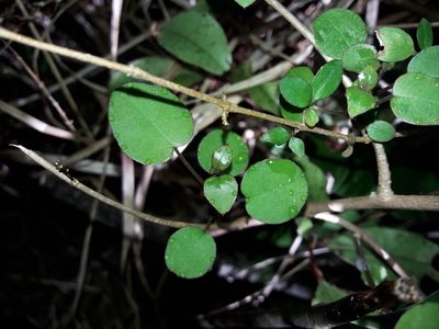 Fuchsia perscandens, photographed by naturewatchwidow