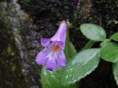 Primulina dryas, photographed by Toby Y