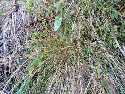 Carex cyanea, photographed by Leon Perrie