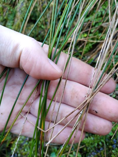 Carex cyanea, photographed by Leon Perrie
