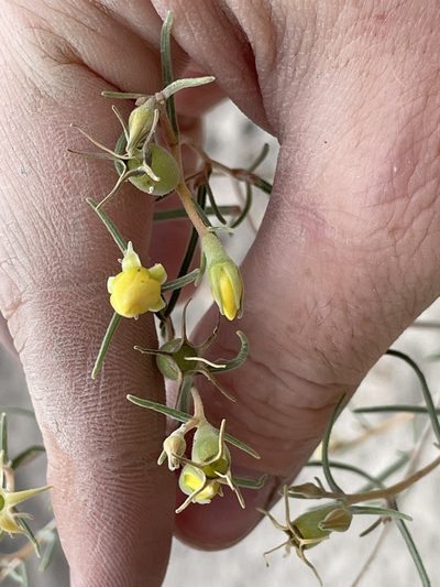 Mentzelia sivinskii, photographed by Bobby McCabe