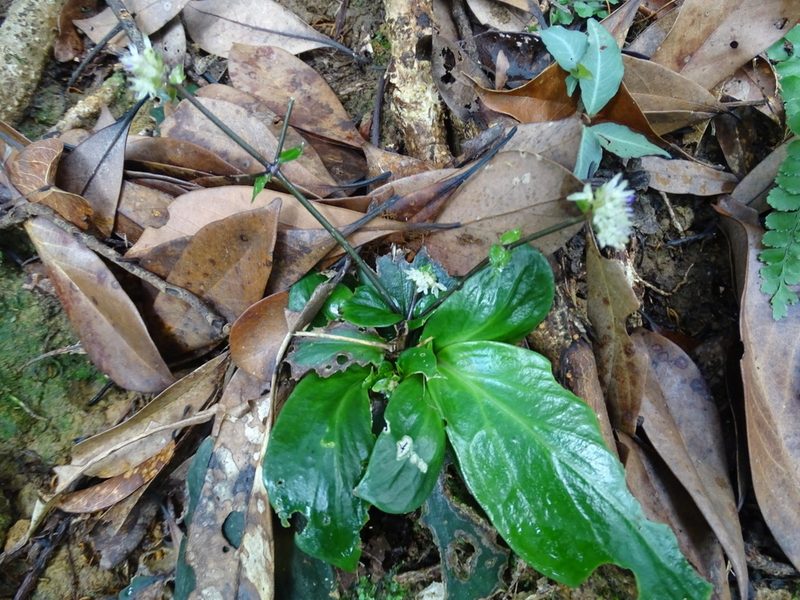 Hedyotis shenzhenensis, photographed by Toby Y