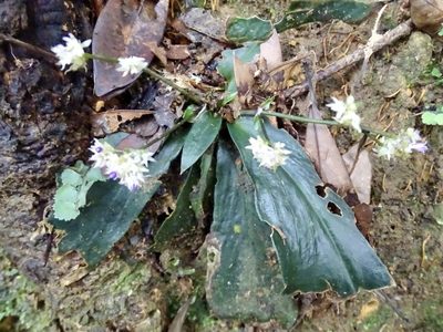 Hedyotis shenzhenensis, photographed by Toby Y