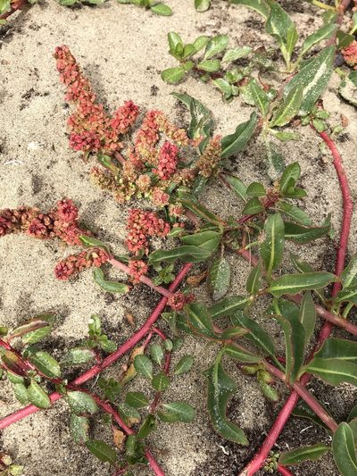 Rumex salicifolius, photographed by LJ Moore-McClelland
