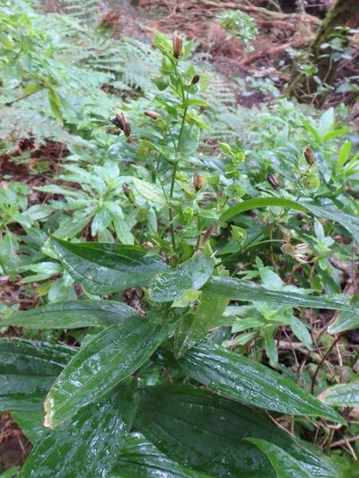 Ixanthus viscosus, photographed by Daniel Cahen